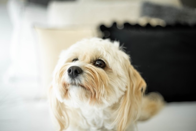 mazlin-massey-eRJju5YseGk-unsplash